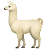 Lama